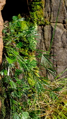 Actiniopteris radiata