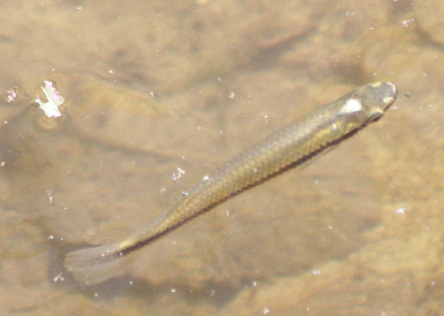 Fundulus notatus