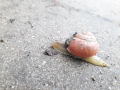 Cepaea nemoralis