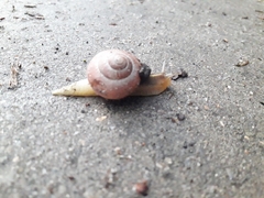 Cepaea nemoralis