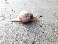 Cepaea nemoralis