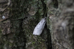 Semioscopis avellanella