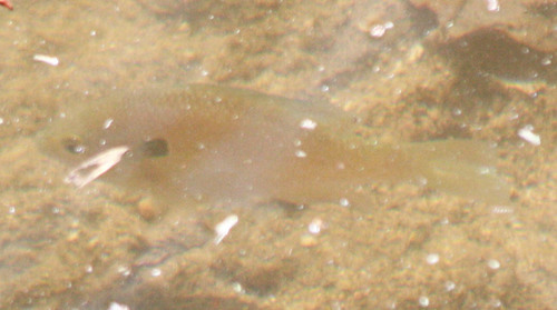 Lepomis aquilensis