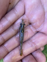 Paratya curvirostris