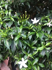 Tabernaemontana divaricata