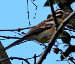 Emberiza flaviventris flaviventris