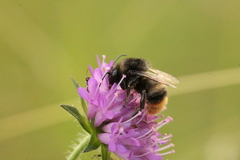 Bombus ruderarius