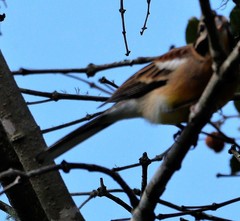 Emberiza flaviventris flaviventris