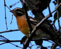 Emberiza flaviventris flaviventris
