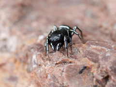 Heliophanus curvidens