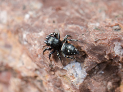 Heliophanus curvidens