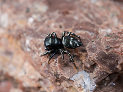 Heliophanus curvidens