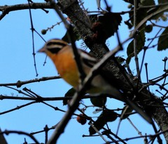 Emberiza flaviventris flaviventris