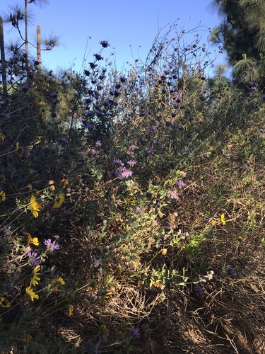 iNaturalist observation photo of Sages