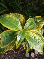 Elaeagnus × ebbingei