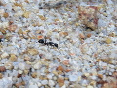 Camponotus molossus