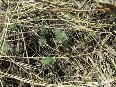 Artemisia cuspidata
