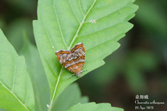 Choreutis orthogona