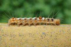 Beara tortriciformis