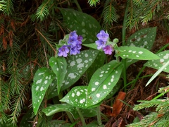 Pulmonaria stiriaca