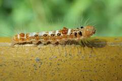 Beara tortriciformis