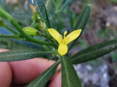 Cneorum tricoccon