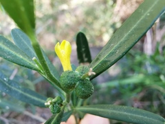Cneorum tricoccon