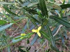 Cneorum tricoccon