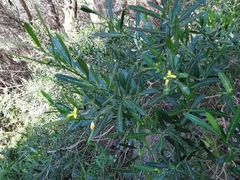 Cneorum tricoccon