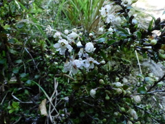 Gaultheria paniculata