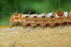 Beara tortriciformis