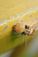 Beara tortriciformis