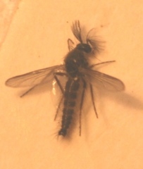 Ceratopogon lacteipennis