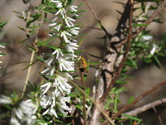 Taractrocera papyria agraulia