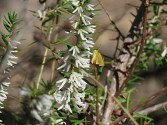 Taractrocera papyria agraulia