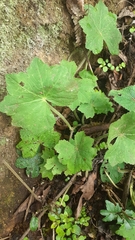 Hydrocotyle himalaica