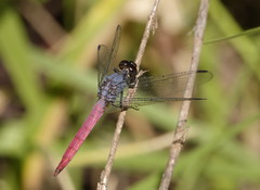 Orthetrum migratum