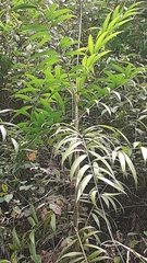 Plectocomia himalayana