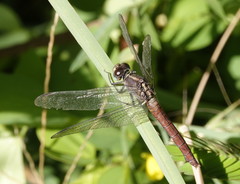Orthetrum migratum