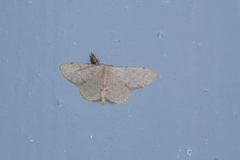 Idaea ptyonopoda