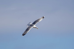 Larus cachinnans