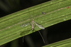 Leptotarsus cubitalis