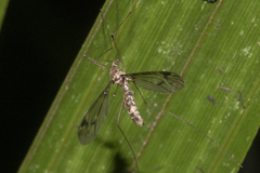 Leptotarsus cubitalis