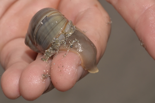 Sordid Moon Snail
