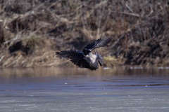Corvus cornix
