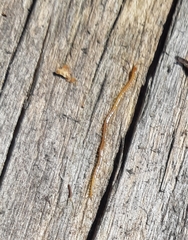 Geophilus proximus