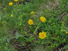 Potentilla aurea