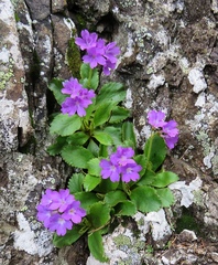 Primula villosa