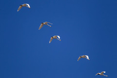 Cygnus cygnus