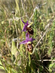 Ophrys heldreichii